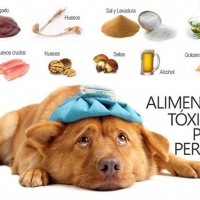 ¿Cuáles son los alimentos tóxicos para un perro?